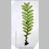 Plant 04er 01 with scale 1 mm.jpg